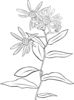 Drawing Of Aster Conspicuus Clip Art